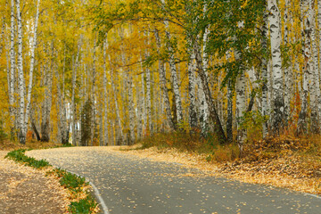 Obraz premium paved path for pedestrians in the autumn period in the forest area