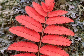 close-up of a red rowan leaf, shallow depth of field