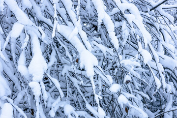 tree branches in the snow after a snowfall, a background of a large number of branches and snow