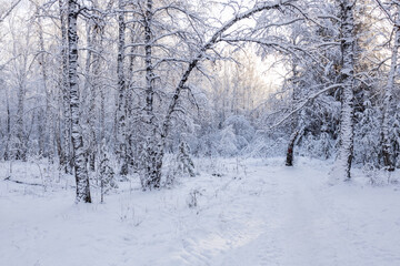 landscape winter forest fresh snow, path and trees