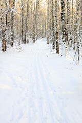 a walking ski run in the winter forest for skiing