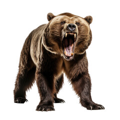 a growling grizzly bear, front view in an isolated and transparent PNG in a Wildlife-themed, photorealistic illustration. Generative ai