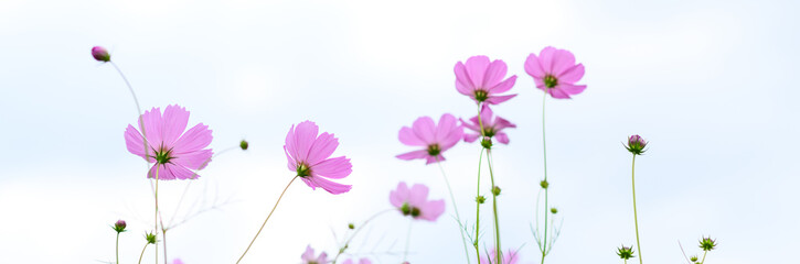 Naklejka na ściany i meble Beauty pink cosmos flower blooming in the field on natural background.