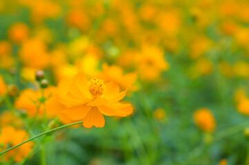 orange cosmos flower blooming in the garden.
