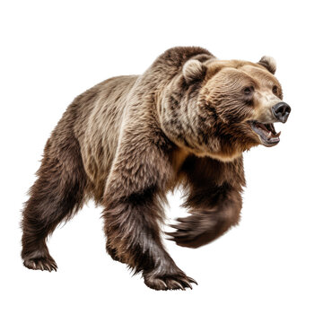 a Grizzly bear full body in an aggressive stance, 3/4 view in a Wildlife-themed, photorealistic illustration in a transparent PNG, cutout, and isolated. generative ai