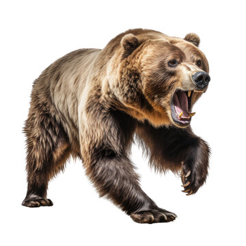 a Grizzly bear full body in an aggressive stance, 3/4 view in a Wildlife-themed, photorealistic illustration in a transparent PNG, cutout, and isolated. generative ai