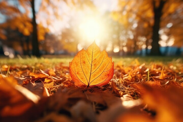 Naklejka na ściany i meble Sunlight illuminating the autumn leaves in the park