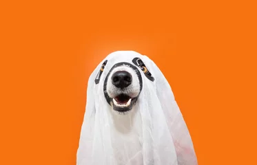  Puppy dog celebrating halloween  in ghost costume with happy expression face. Isolated on orange background © Sandra