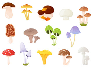 Edible and poisonous mushroom set. Autumn forest elements