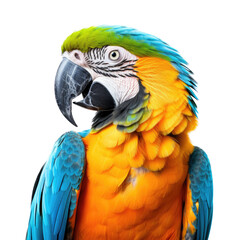 Obraz premium Parrothead, Blue & Gold Macaw portrait, side view in a Nature-themed, photorealistic illustration in a transparent PNG, cutout, and isolated. Generative ai