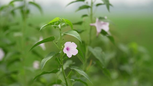 Pink morning glory flower blossom. Common wild plant flower in Asia