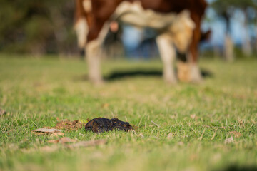 Cows grazing at sunset on a farm