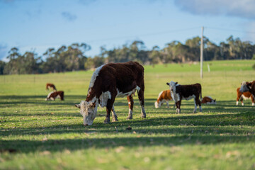 Close up of Angus and hereford Cows eating long pasture in Australia.