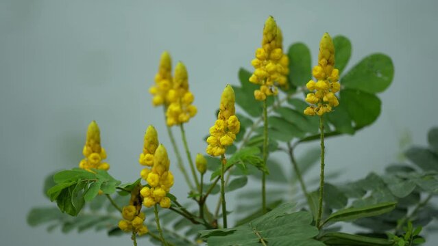 Bright yellow flower blossom, Senna Alata, Candle bush, Wild common flower