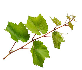 Grape branch