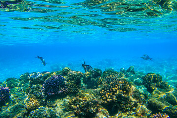 Sohal surgeonfish (Acanthurus sohal) or sohal tang, is a Red Sea endemic. Sohal surgeonfish on coral reef in the Red sea in Ras Mohammed national park. Sinai peninsula in Egypt