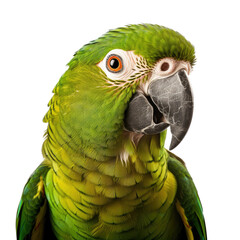  an amazon parrot Portrait, 3/4 view in a Nature-themed, illustration in a PNG, cutout, and isolated. Generative ai