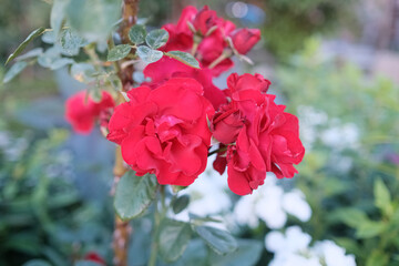 Pink roses. Bush in the garden. Orange rosebud. Summer flower petals. Red rose bud in nature. Branch and leaves. Botanical plant