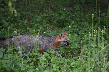 Naklejka na ściany i meble Looking at the Face of a Grey Fox that is Intent