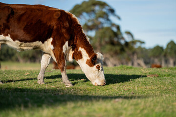hereford cows in australia in a paddock grazing on grass