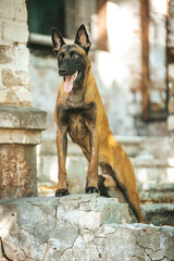 Belgian Malinois 