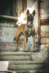 Belgian Shepherd Malinois in brick ruins