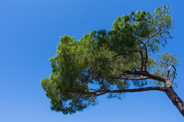 maritime pine with blue sky background