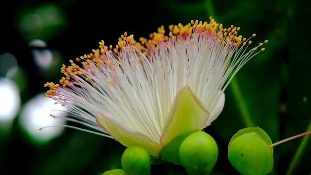 Albizia lebbeck, siris tree from mimosa family, common in India, Burma and Andaman Islands, East Indian walnut, plant of ayurveda and medicine