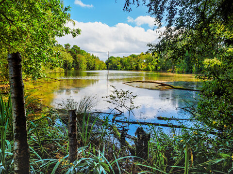 Delamere Forest in Cheshire view across Dead Pool Lake on a sunny summers day