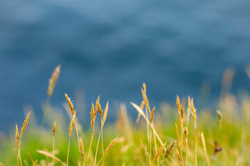 Selective focus of golden yellow flowers that grow in the green fields. on the cliff by the sea