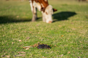 cows grazing at sunset in a field at sunset on a farm in australia