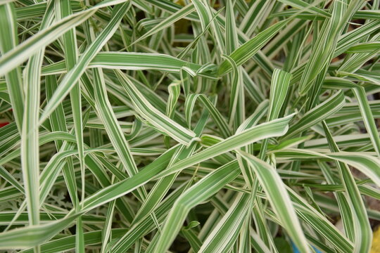spider plant in the yard garden beautiful canopy of leafs