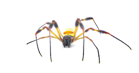 golden silk orb weaver or banana spider - Trichonephila clavipes - large adult female isolated on white background front view facing camera