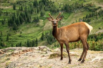 Young bull elk (Cervus canadensis); Rocky Mtn NP; Colorado 