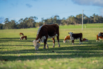 Obraz na płótnie Canvas cows grazing at sunset in a field at sunset on a farm in australia