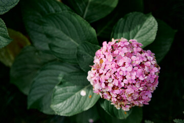 Beautifulpink purple hydrangea macrophylla flower