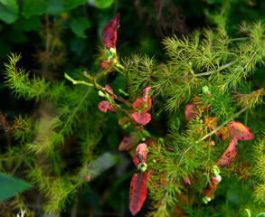 belle nature d' aout au Parc du Pilat,