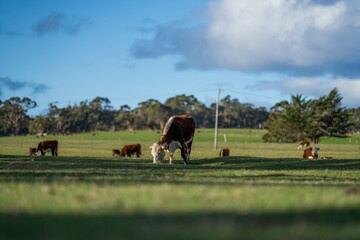 cows grazing at sunset in a field at sunset on a farm in australia