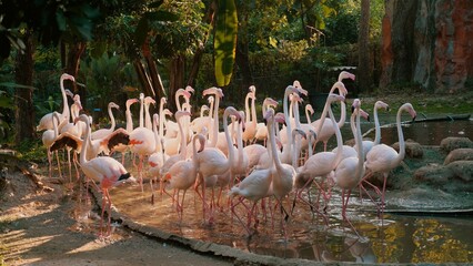 Obraz premium Pink Caribbean flamingos gracefully stand in a pond at Thailand open Zoo Park. Exotic birds with long legs and vibrant plumage create a colorful wildlife scene. Concept of wildlife and exotic beauty.