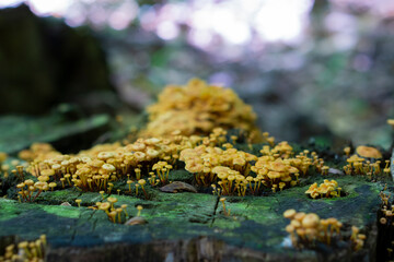 Small mushrooms. Tiny bright toadstools close up shot. Tiny world of nature, microorganisms and...