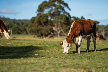 cows grazing at sunset in a field at sunset on a farm in australia