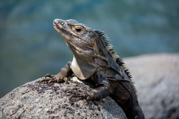 An iguana suns itself on rock in Guatemala. 
