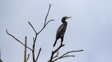 Perching Cormorant on Dead Tree Branch Against Clear Sky