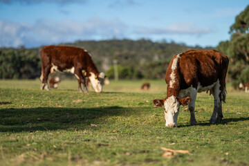 Fototapeta na wymiar cow eating grass in a field.