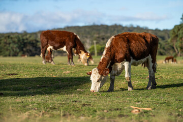 Fototapeta na wymiar hereford cow in a green field grazing on pasture in america