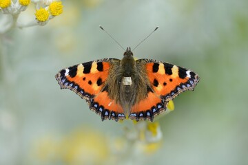Small Tortoiseshell Butterfly Macro Photo Close Up On The Flower of Silver Ragwort, Aglais urticae UK British Butterfly