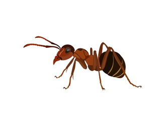 Ant on a white background.