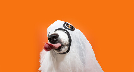 Puppy dog celebrating halloween  in ghost costume licking its lips with tongue. Isolated on orange...