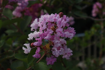 Obraz premium 綺麗な花