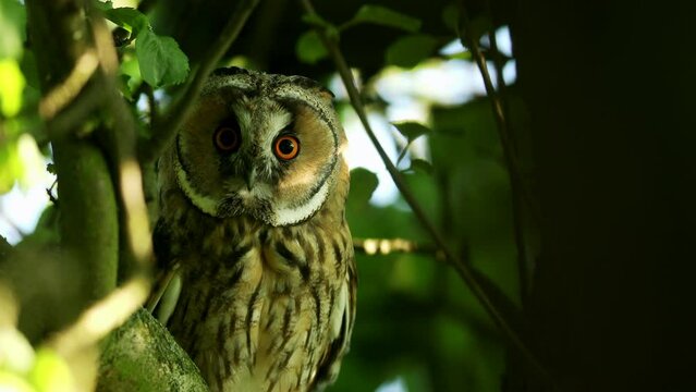 Close up of long eared owl (Asio otus) gazing and sitting on dense branch deep in crown. Wildlife tranquil portrait footage of bird in natural habitat background.